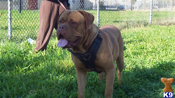 Dogue De Bordeaux Puppies